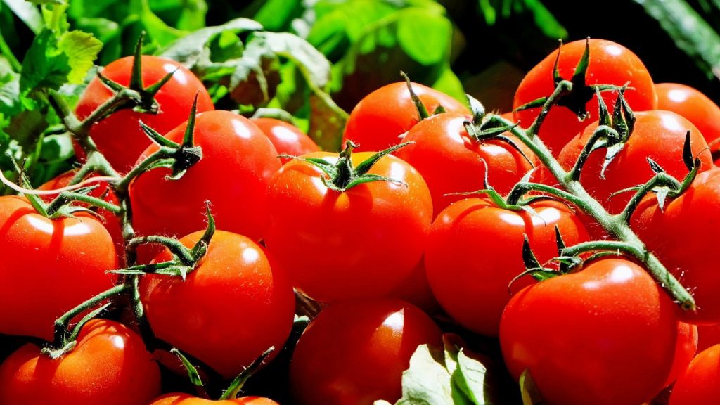 Quelles maladies affectent les pieds de tomates ?