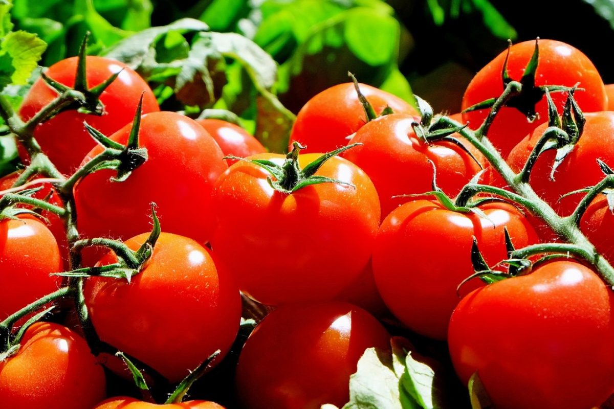 Quelles maladies affectent les pieds de tomates ?