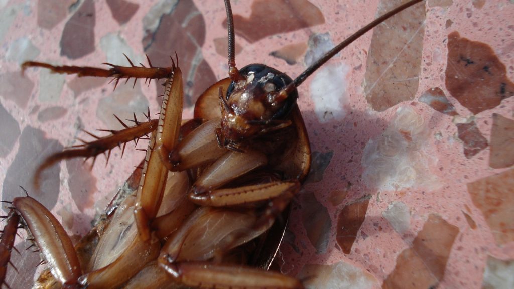 Les cafards : comment s'en débarasser une bonne fois pour toutes ?