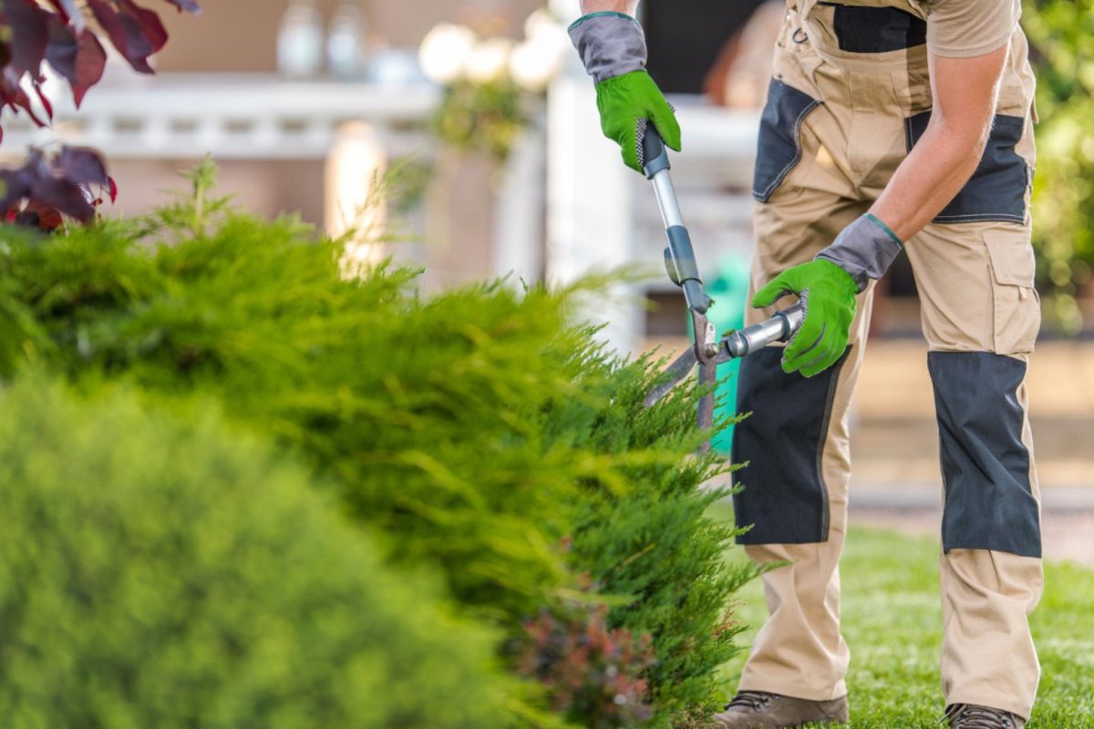 Entretenir votre jardin toute l'année : astuces et conseils pratiques