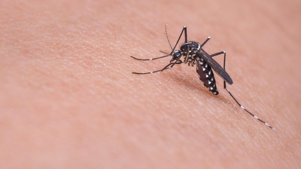 Cétirizine : confort et bien-être face aux piqûres d’insectes !