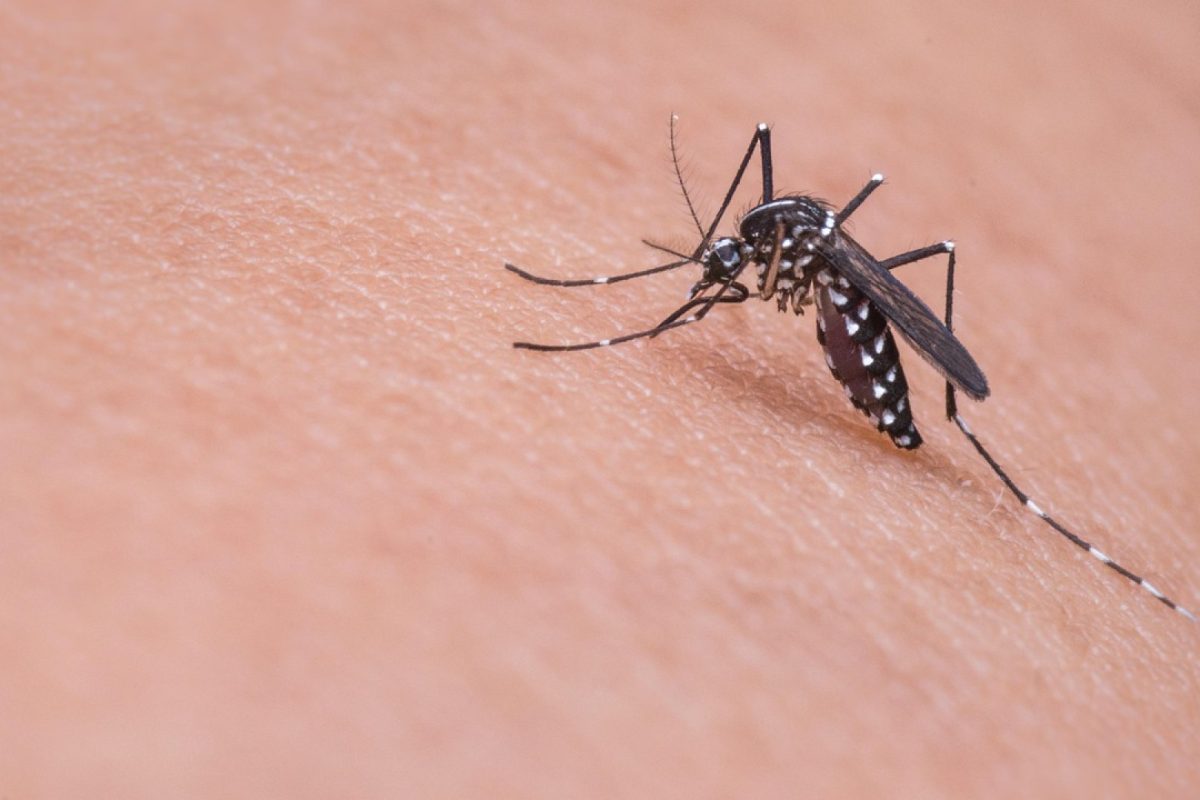 Cétirizine : confort et bien-être face aux piqûres d’insectes !