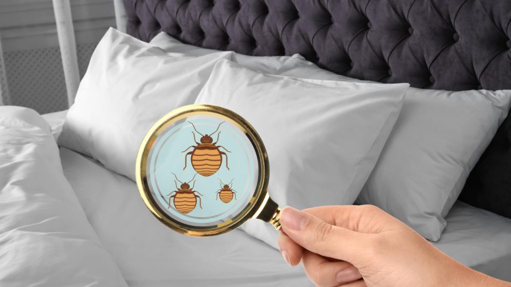 Comment reconnaître une infestation de nuisibles chez soi ?