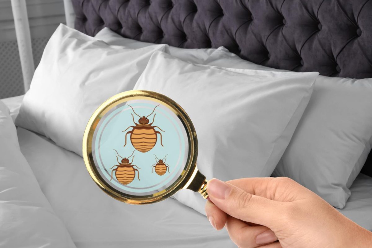 Comment reconnaître une infestation de nuisibles chez soi ?