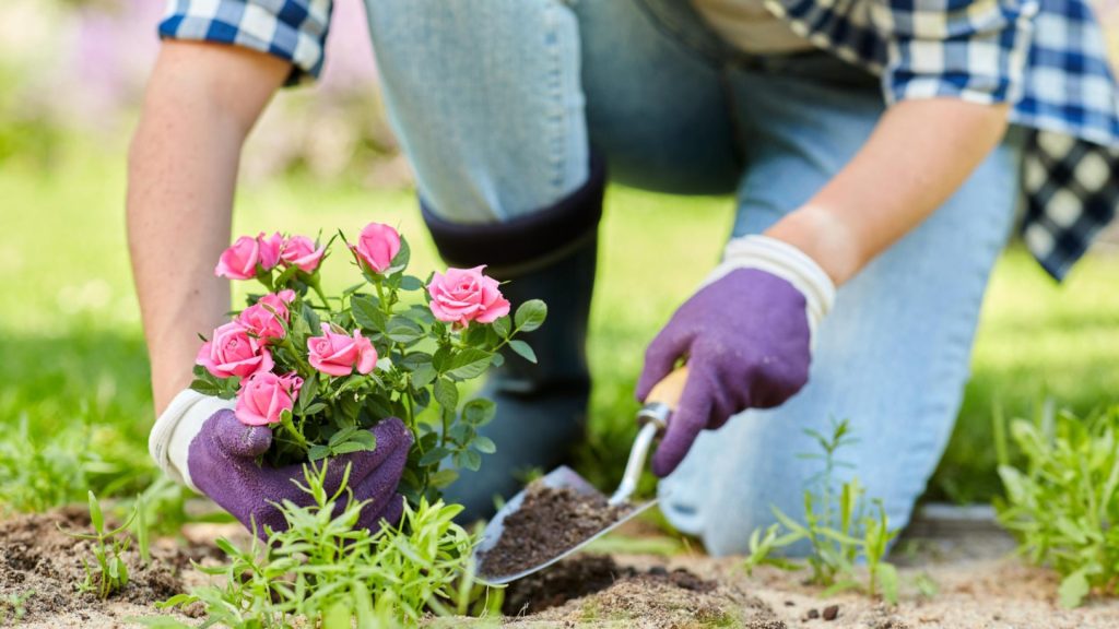 Tout comprendre sur le fonctionnement d’un service de jardinage à domicile