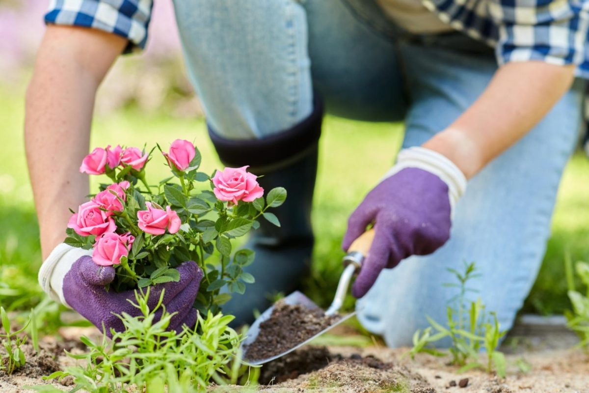 Tout comprendre sur le fonctionnement d’un service de jardinage à domicile