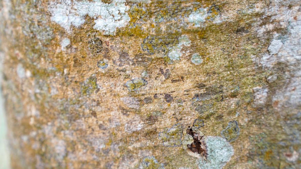 Mérule dans une maison ancienne : danger et stratégie de prévention