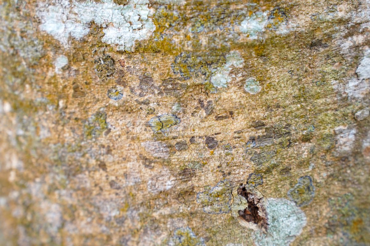 Mérule dans une maison ancienne : danger et stratégie de prévention